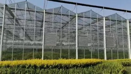 Günstig/Landwirtschaft/Bauernhof/Polycarbonat/Glas/Mehrfeld-Gewächshaus mit Bewässerungs-Hydrokultursystem für Erdbeeren/Gemüse/Blumen/Tomaten/Pfeffer