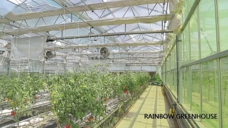Multi-Span-Venlo-Typ-Glasproduktions-/Gewerbe-/Landwirtschaftsgewächshaus für Salattomaten/Erdbeeren/Blumen mit Hydrokultur-Pflanzsystem